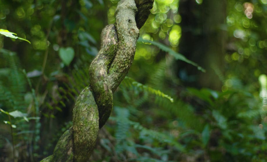 tree twined connection